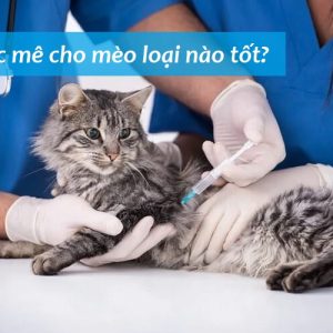 Top 5 Thuốc mê cho mèo hiệu quả cực mạnh an toàn 100%