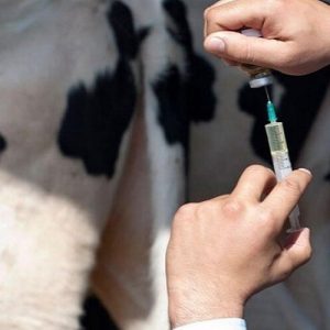 [Tổng hợp] 5 loại thuốc mê cho bò hiệu quả nhanh an toàn